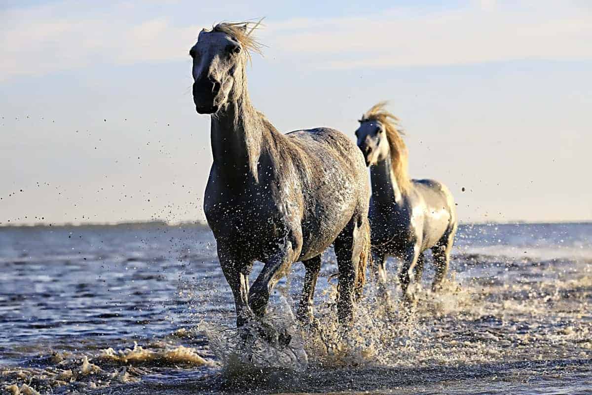 wild horses photography