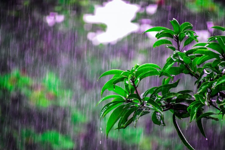 Pitter Patter: Make a splash with spectacular rain pictures