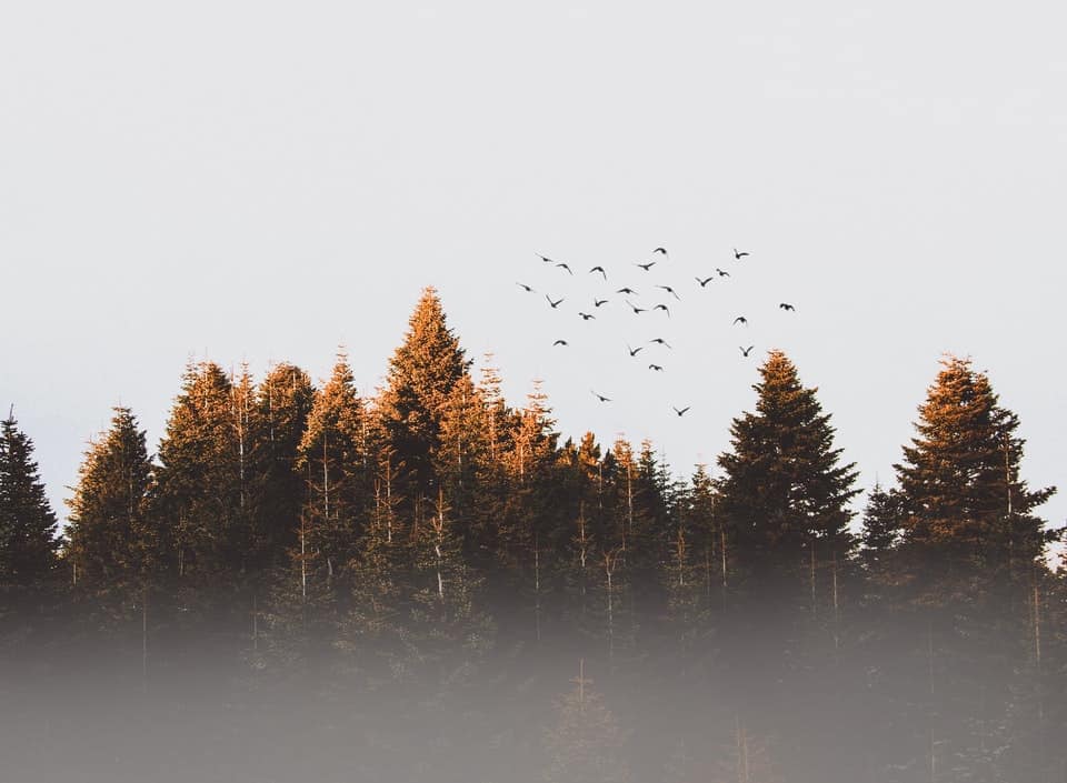 forest with birds flying above