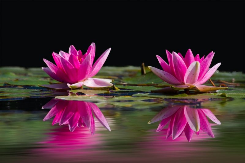 10 Flower Photography Tips to Create Better Photos