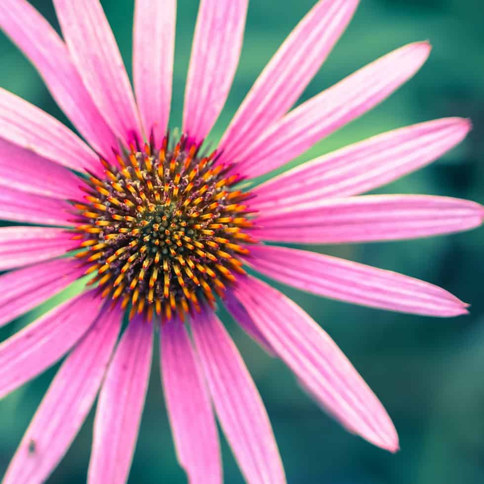 bright pink flower with yellow center