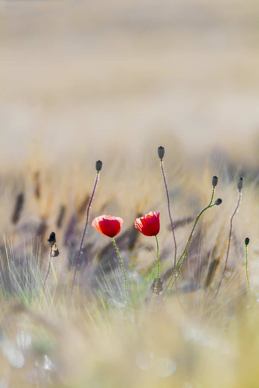 two red flowers in field