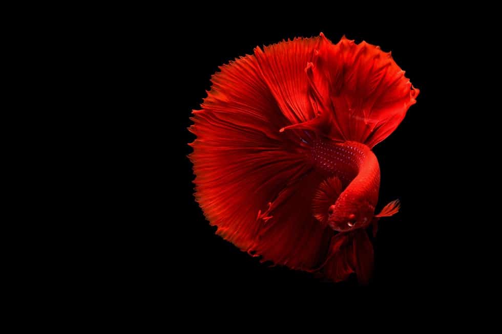 red fish on black background